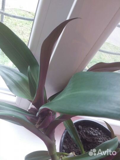 Традисканция Рэо