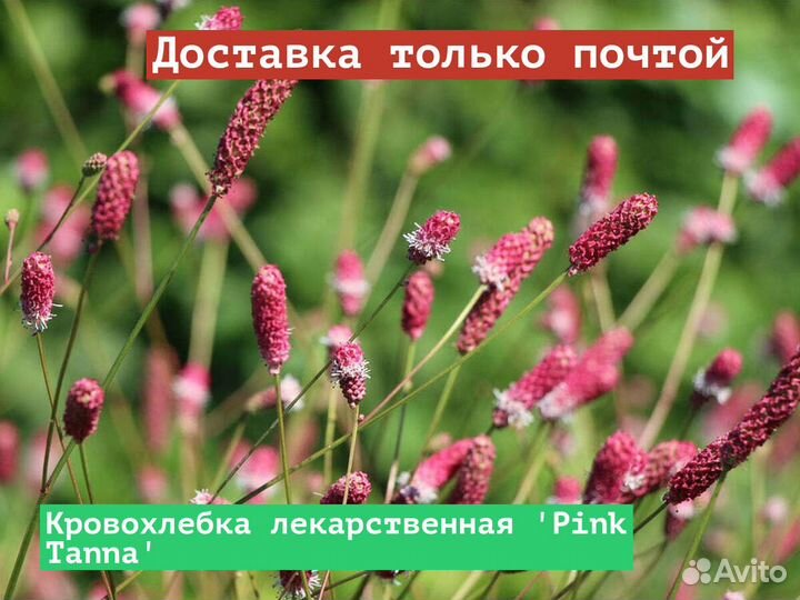 Кровохлебка лекарственная Pink Tanna