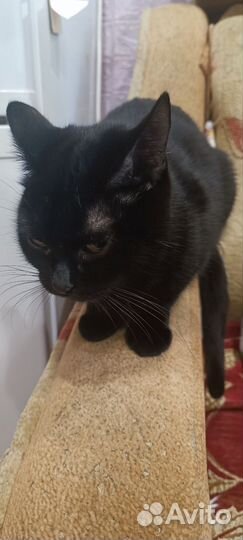 Котики и кошечки в добрые руки