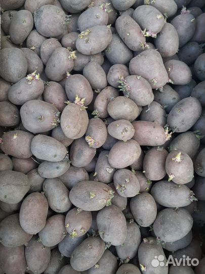 Семенной картофель