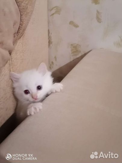 Невские маскарадные котята