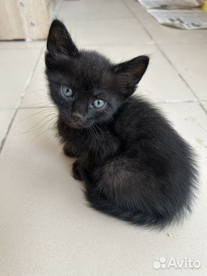 Отдам в добрые руки котят