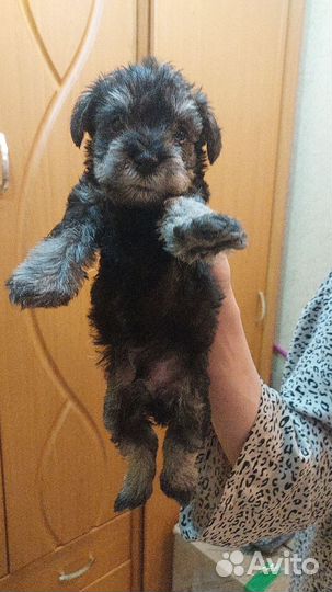 Цвергшнауцер