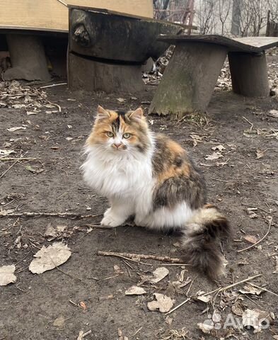 Трехцветная кошечка ищет дом