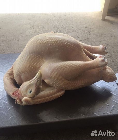 Индюки-индюшки