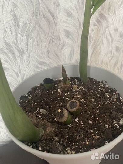 Замиокулькас