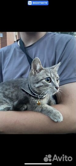 Котенок ищет дом