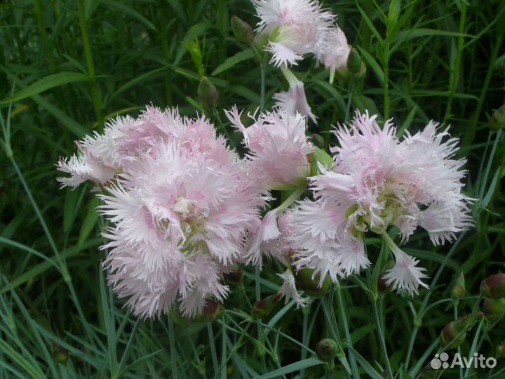 Многолетние цветы и кустарники