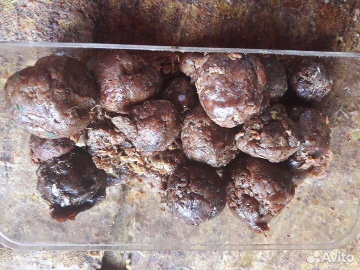 Восковая моль