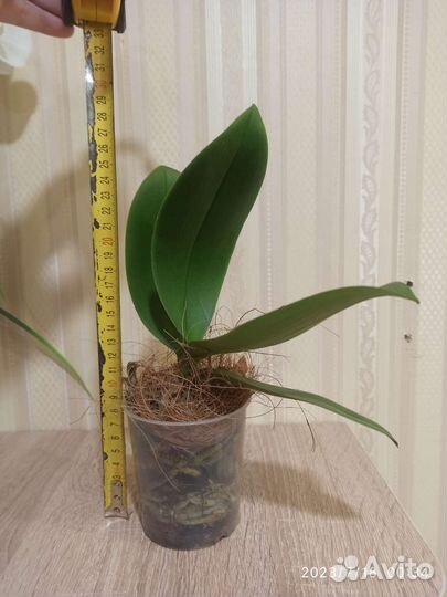 Орхидея Phal. I-Hsin Confetio IS2744