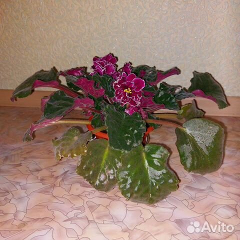 Комнатные цветы в горшках разные