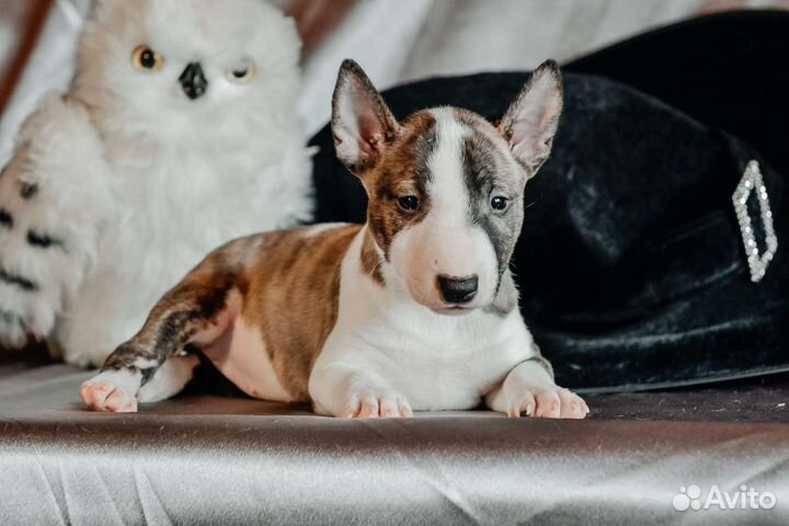 Бультерьер