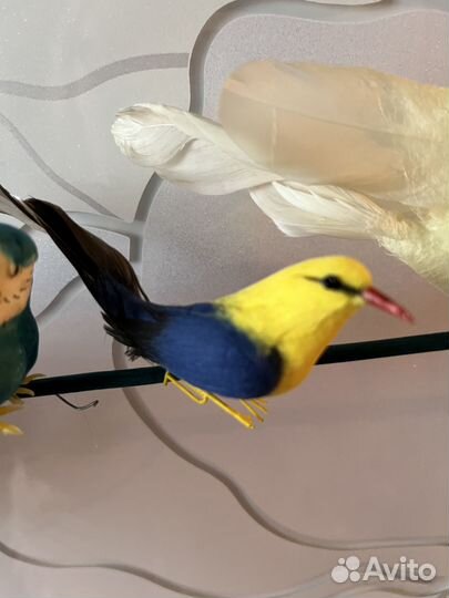 Декоративные птицы