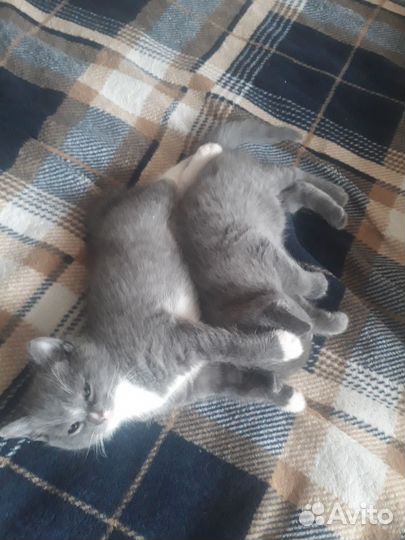 Серенький котенокк
