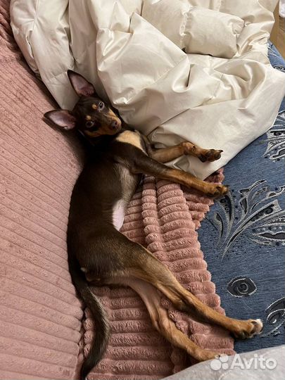 Передержка собак и кошек