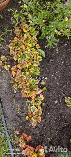 Рассада помидор