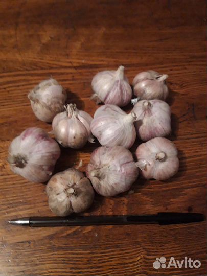 Традесканция пурпурная