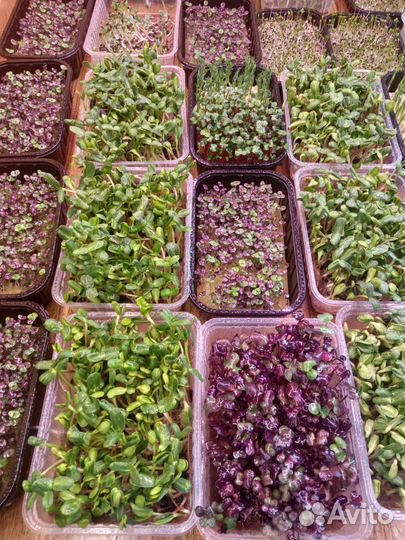 Микрозелень Базилик Редис Санго