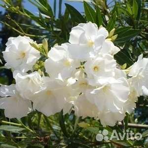 Олеандр махровый