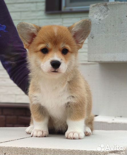 Очаровательные щеночки Вельш Корги Пемброк