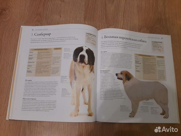 Книга Все породы собак