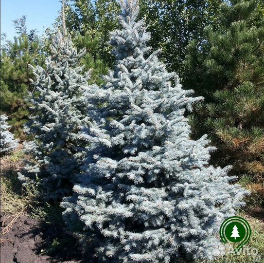 Есль голубая с доставкой