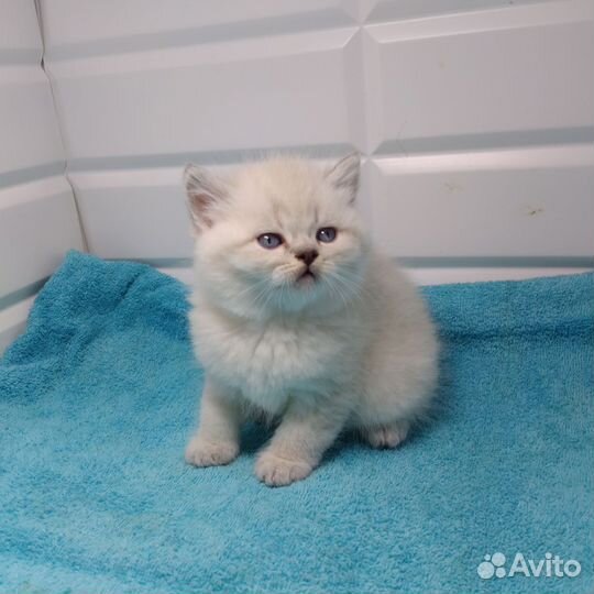 Шотландские