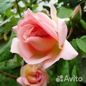 Плетистая роза Графиня Воронцова