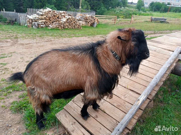 Чешский козел