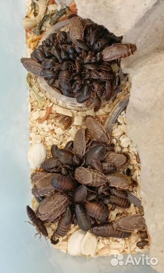 Тараканы кормовые мраморные, мучник