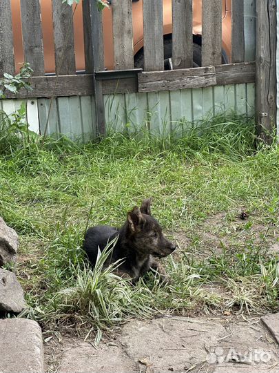 Щенки в добрые руки бесплатно