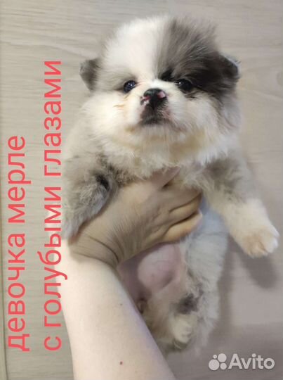 Померашки разных окрасов