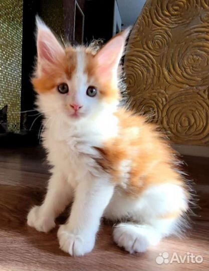 Котята мейн-кун полидакт