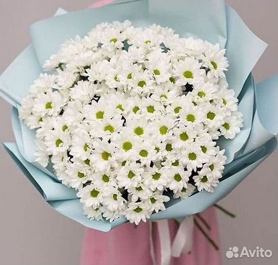 Хризантема Цветы Доставка