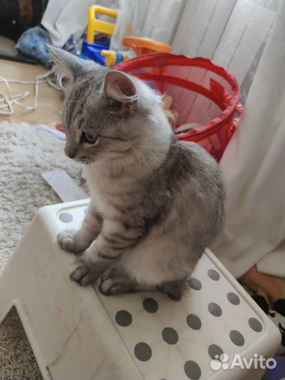 Котик в добрые руки