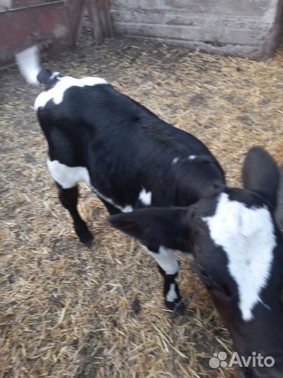 Бычок 17дней