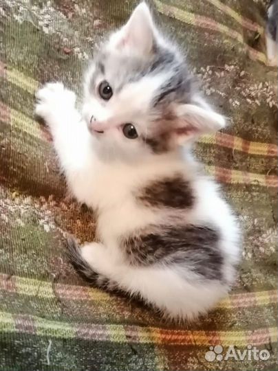 Кошка в дар бесплатно