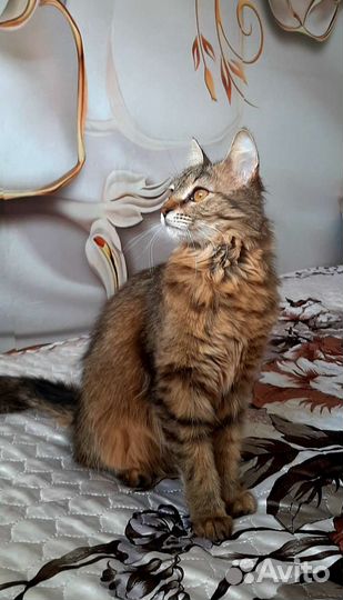 Кошка в дар бесплатно