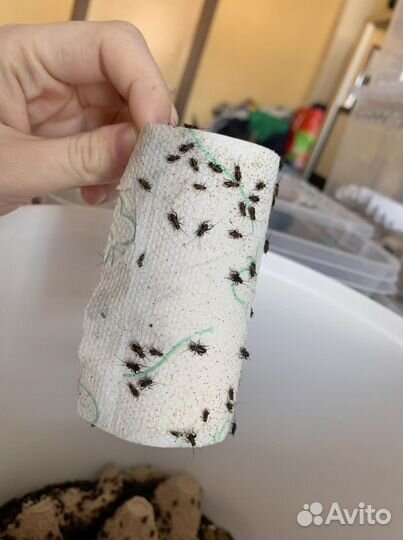 Сверчки двупятнистые. Кормовые насекомые