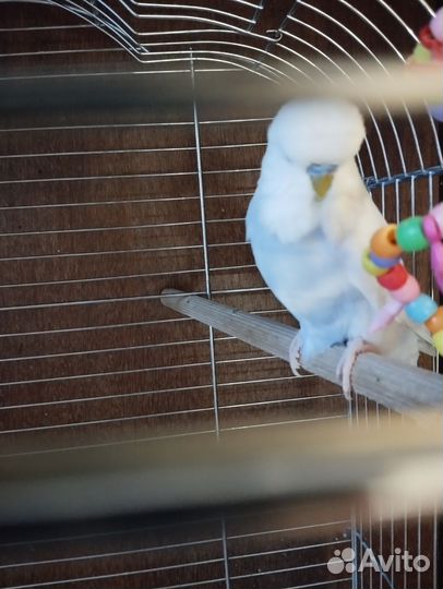 Волнистый попугай ввп чех