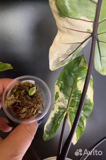 Алоказия black stem блэк стем вариегатная