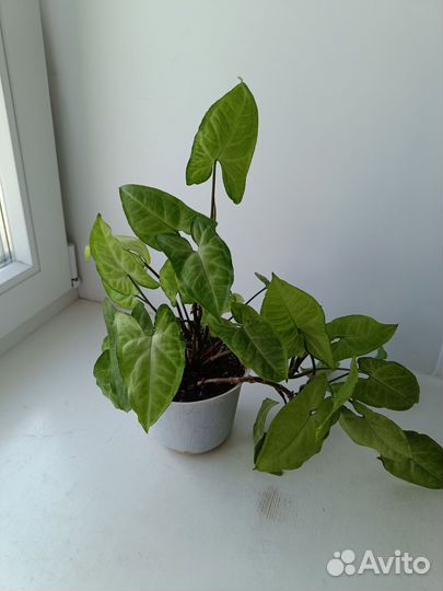 Комнатные цветы