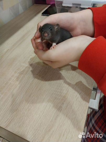 Декоративная крыса дамбо