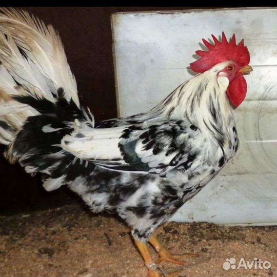 Куры леггорн далматинец
