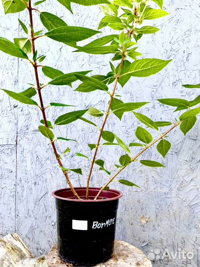 Гортензия bonfire бонфаер