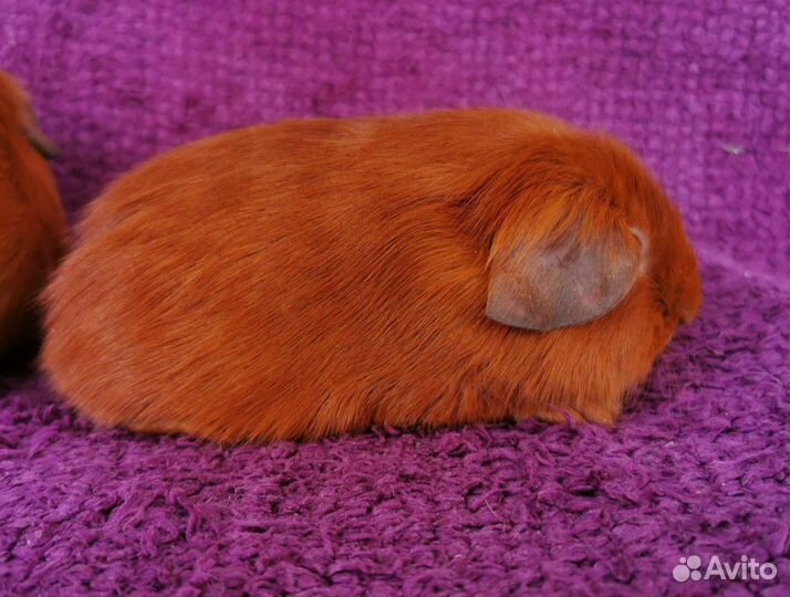 Два рыженьких мальчишечки морские свинки