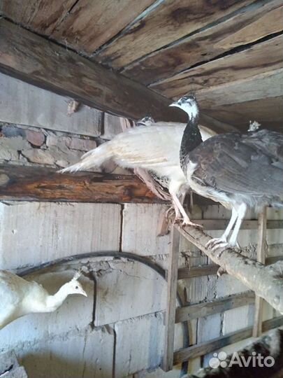 Павлины,фазаны