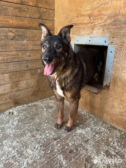 Собака в добрые руки отдам бесплатно