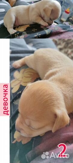 Щенки чихуахуа