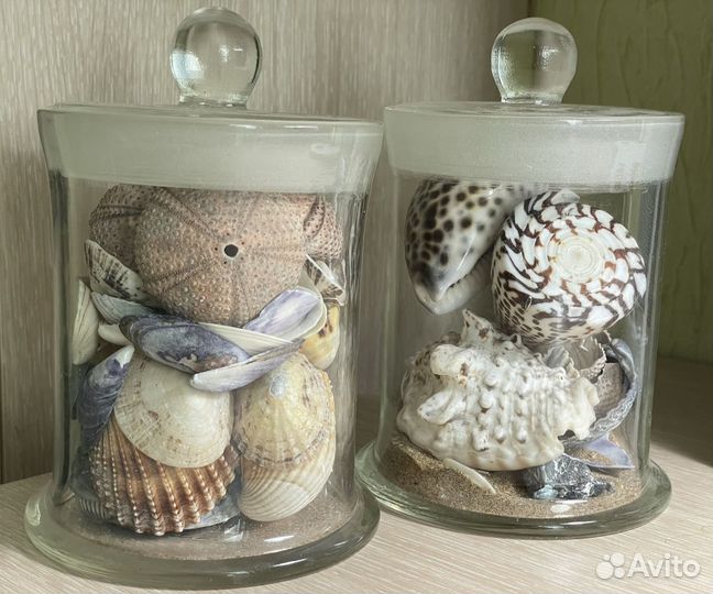 Морские ракушки раковины